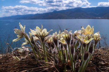 A group of yellow pulsatilla flowers on the shore of Lake Baikal clipart