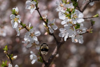 Yabanarısı kiraz çiçeklerine uçar