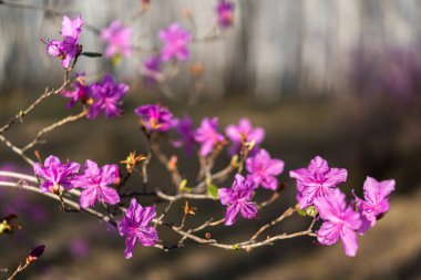 Ledum 'un pembe çiçekli dalları