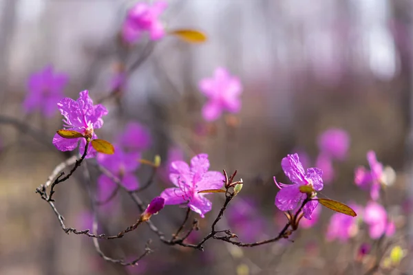 Flores Moradas Ledum Bosque Siberiano —  Fotos de Stock