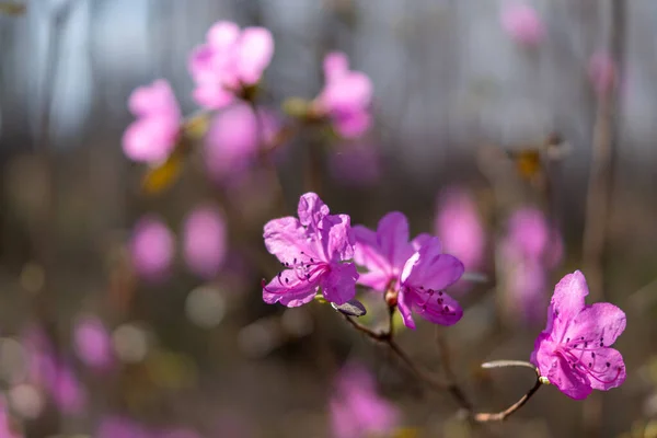 Μωβ Λουλούδια Της Σιβηρίας Rhododendron — Φωτογραφία Αρχείου