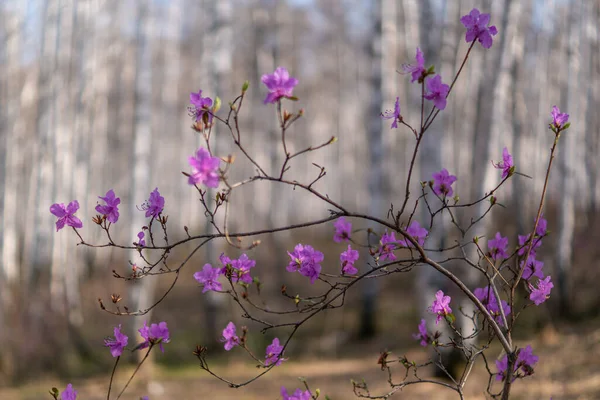 Romarin Rose Dans Une Forêt Bouleaux — Photo