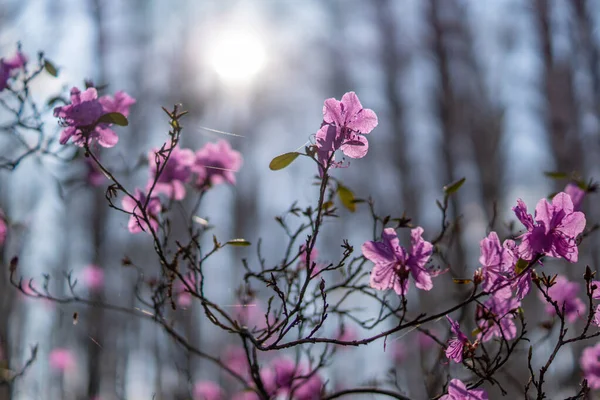 Romarin Violet Buisson Dans Contre Jour — Photo