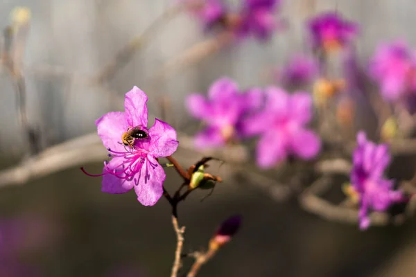 Une Abeille Recueille Nectar Sur Une Fleur Romarin — Photo