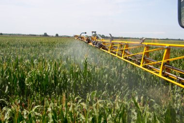 Mısır İlaçlama böcek zararlıları