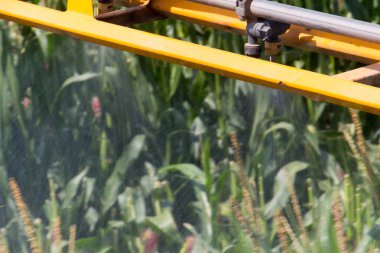 Mısır İlaçlama böcek zararlıları