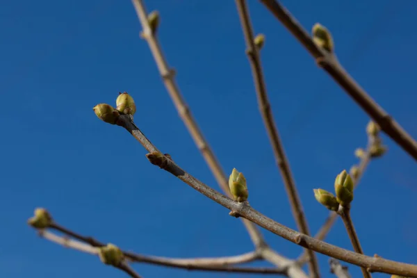 Les premières feuilles douces printemps, bourgeons et branches macro fond. Isolé sur blanc — Photo