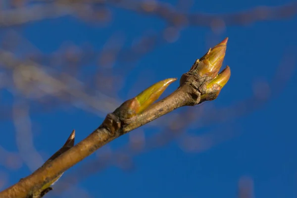 Der erste Frühling sanfte Blätter, Knospen und Äste Makro-Hintergrund. isoliert auf weiß — Stockfoto