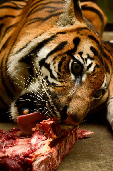 Hungry angry wild tiger is eating meat in the zoo
