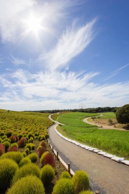 Kochia çalılar Hitachi Seaside Park, Japonya