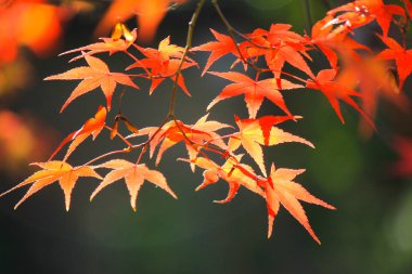 Canlı ağaçlar ve sonbahar döneminde Japonya'da yapraklar