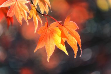 Canlı ağaçlar ve sonbahar döneminde Japonya'da yapraklar