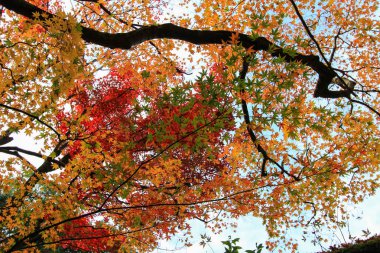 Canlı ağaçlar ve sonbahar döneminde Japonya'da yapraklar