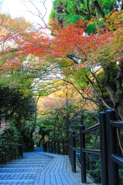 京都の秋の期間中に鮮やかな紅葉 — ストック写真