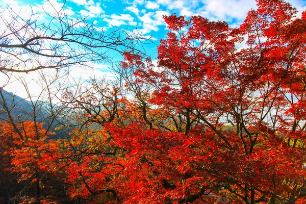 Ζωντανά φύλλα κατά τη διάρκεια της φθινοπωρινής περιόδου σε Κιότο — Φωτογραφία Αρχείου