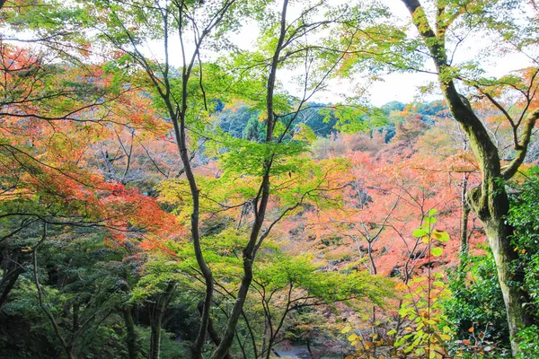 Árboles vívidos y hojas durante el otoño en Japón — Foto de Stock