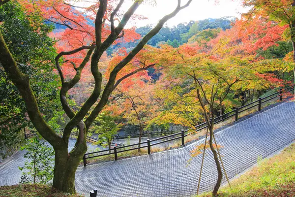 鮮やかな木と葉は秋の期間中に日本 — ストック写真