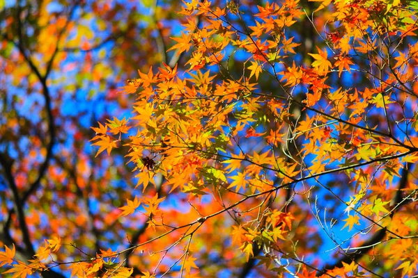 Folhas vivas durante o período de outono em Kyoto — Fotografia de Stock