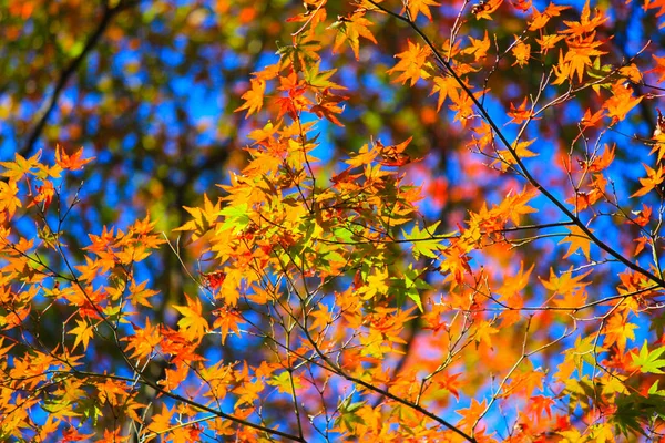 Hojas vívidas durante el período de otoño en Kyoto — Foto de Stock