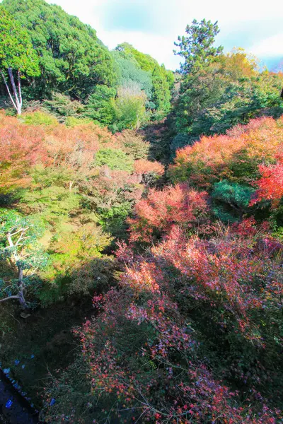 京都の秋の期間中に鮮やかな紅葉 — ストック写真