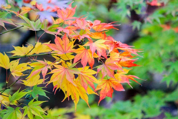 Hojas vívidas durante el período de otoño en Kyoto — Foto de Stock