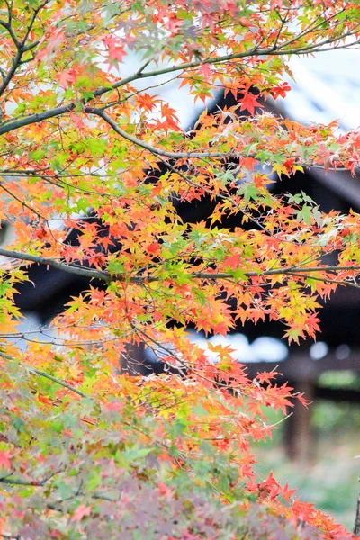 Hojas vívidas durante el período de otoño en Kyoto — Foto de Stock