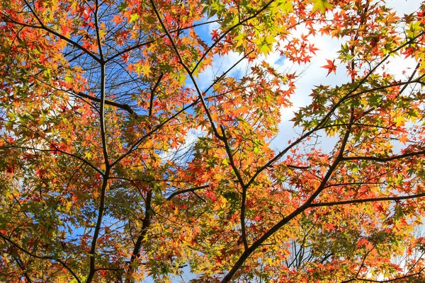 Lebendige Blätter während der Herbstzeit in Kyoto — Stockfoto