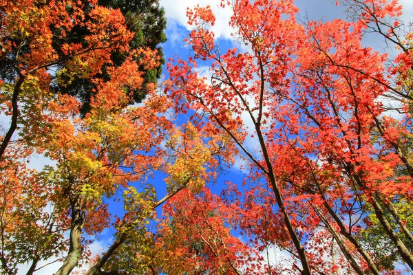 Hojas vívidas durante el período de otoño en Kyoto —  Fotos de Stock