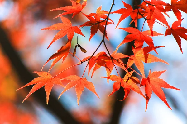 Alberi e foglie vividi durante il periodo autunnale in Giappone — Foto Stock