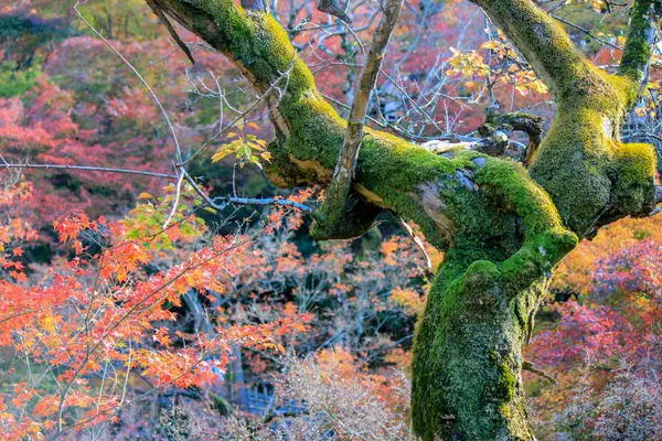 Árboles vívidos y hojas durante el otoño en Japón — Foto de Stock