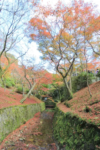Živé stromy a listí v podzimním období v Japonsku — Stock fotografie