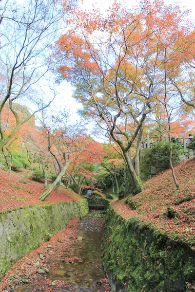 Árboles vívidos y hojas durante el otoño en Japón —  Fotos de Stock