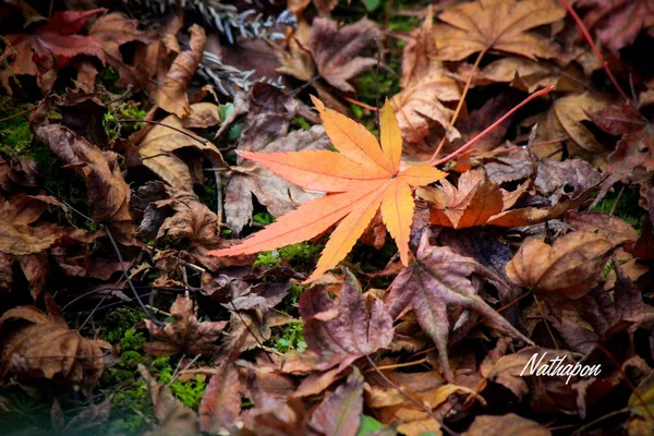 Lebendige bäume und blätter während der herbstzeit in japan — Stockfoto