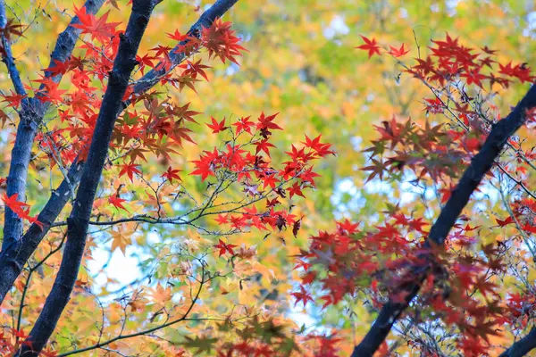 Árvores vivas e folhas durante o período de outono no Japão — Fotografia de Stock