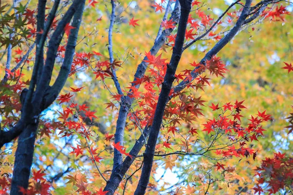 생생한이을 기간 동안 일본에서 잎과 나무 — 스톡 사진