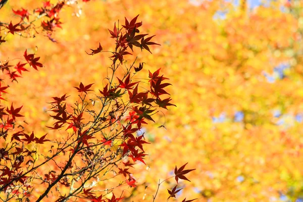 Árvores vivas e folhas durante o período de outono no Japão — Fotografia de Stock