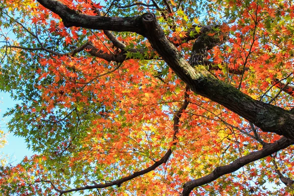 Árvores vivas e folhas durante o período de outono no Japão — Fotografia de Stock