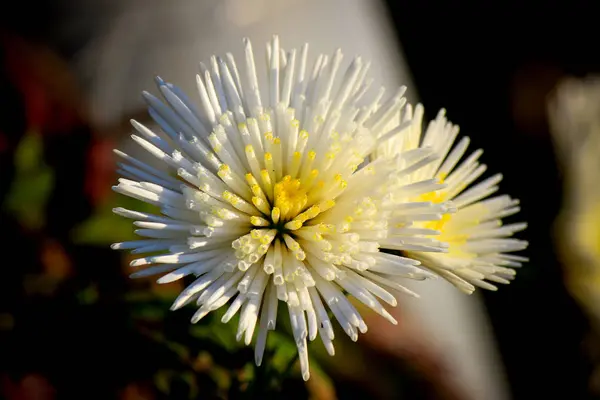 생생한 꽃 꽃 — 스톡 사진