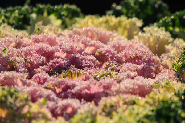 Flores vivas florecen —  Fotos de Stock