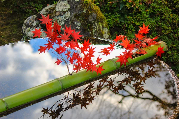 Lebendige bäume und blätter während der herbstzeit in japan — Stockfoto