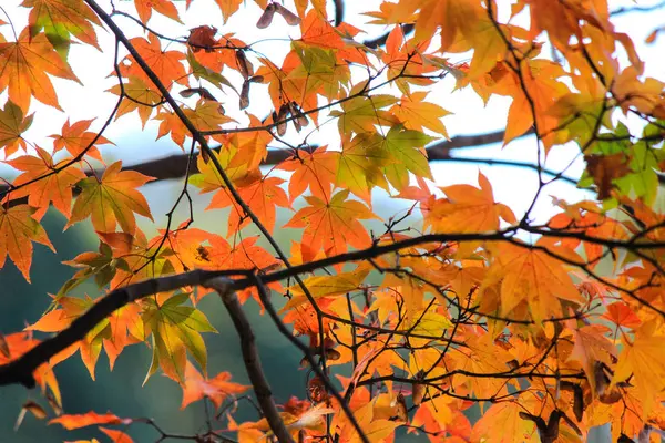 Alberi e foglie vividi durante il periodo autunnale in Giappone — Foto Stock