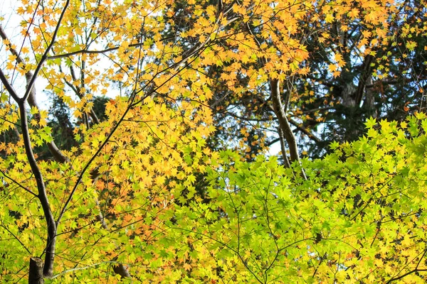 Alberi e foglie vividi durante il periodo autunnale in Giappone — Foto Stock