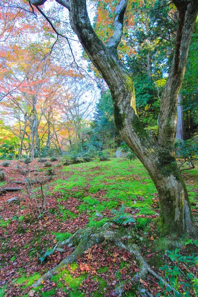 木し、秋の期間中に日本のリーフの鮮やかな — ストック写真