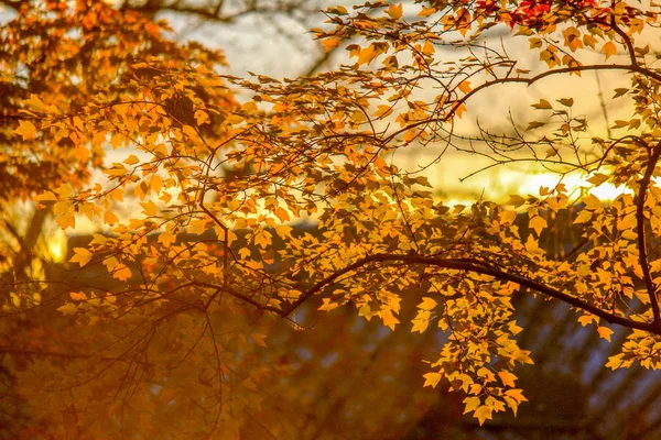 Vivid bomen en blaadjes tijdens de herfst periode in Japan — Stockfoto