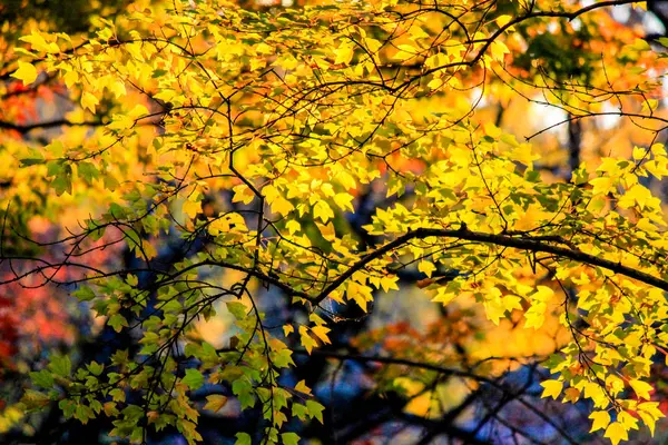 Élénk a fák és a levelek őszi időszakban, Japánban — Stock Fotó