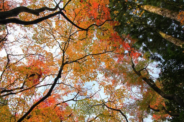 Árboles vívidos y hojas durante el otoño en Japón — Foto de Stock