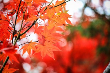 Canlı ağaçlar ve sonbahar döneminde Japonya'da yapraklar