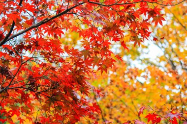 Canlı ağaçlar ve sonbahar döneminde Japonya'da yapraklar