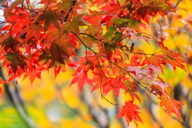 Canlı ağaçlar ve sonbahar döneminde Japonya'da yapraklar