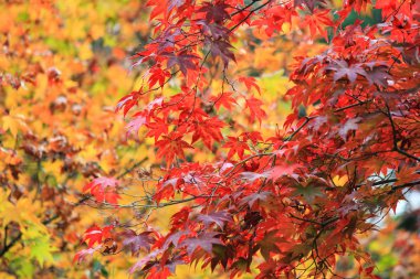 Canlı ağaçlar ve sonbahar döneminde Japonya'da yapraklar